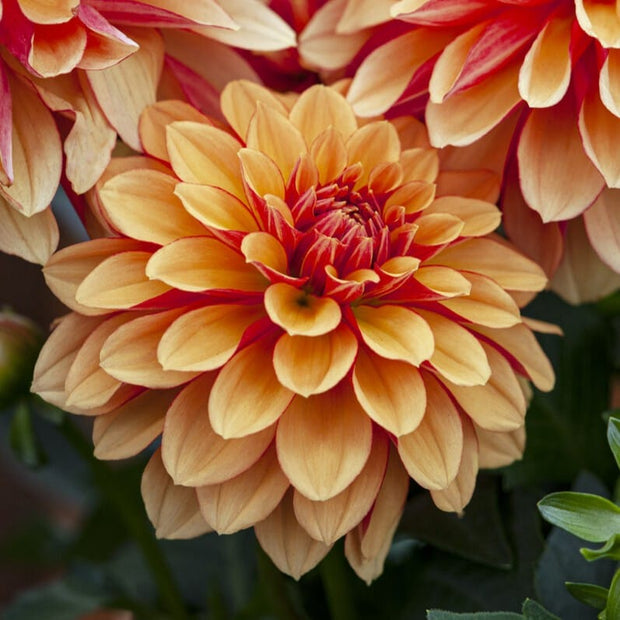 Dahlia 'Sincerity Bronze Orange' Perennial Bedding