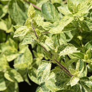 Japanese Honeysuckle | Lonicera japonica 'Mint Crisp' Climbing Plants