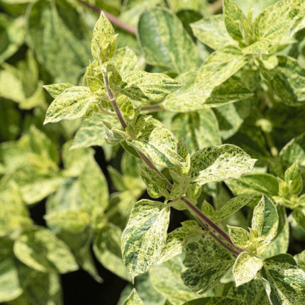 Japanese Honeysuckle | Lonicera japonica 'Mint Crisp' Climbing Plants