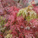 Japanese Maple Tree | Acer palmatum 'Orangeola' Ornamental Trees