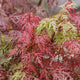 Japanese Maple Tree | Acer palmatum 'Orangeola' Ornamental Trees