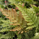 Autumn Fern | Dryopteris erythrosora 'Brilliance' Perennial Bedding