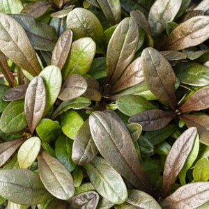 Ajuga 'Chocolate Chip' Perennial Bedding