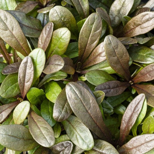 Ajuga 'Chocolate Chip' Perennial Bedding
