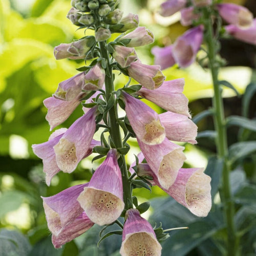 Digitalis 'Arctic Fox Rose' Perennial Bedding