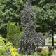 Purple Beech Tree | Fagus sylvatica 'Purple Fountain' Ornamental Trees