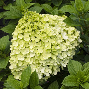 Hydrangea paniculata 'Little Lime Punch' Shrubs