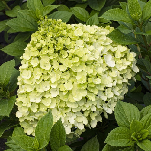 Hydrangea paniculata 'Little Lime Punch' Shrubs