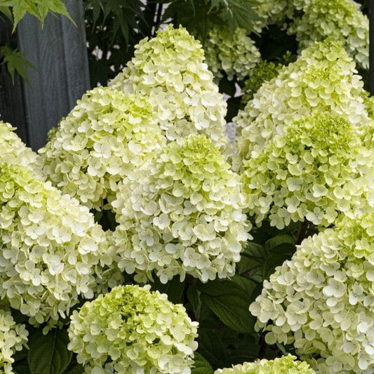 Hydrangea paniculata 'Little Lime Punch' Shrubs