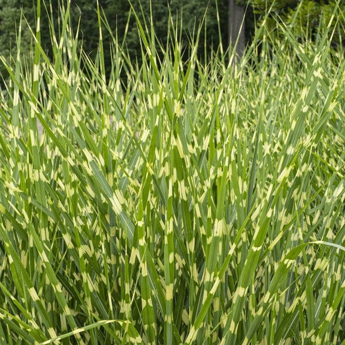 Miscanthus sinensis 'Zebrinus' Perennial Bedding