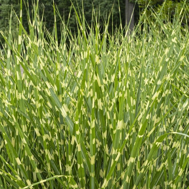 Miscanthus sinensis 'Zebrinus' Perennial Bedding