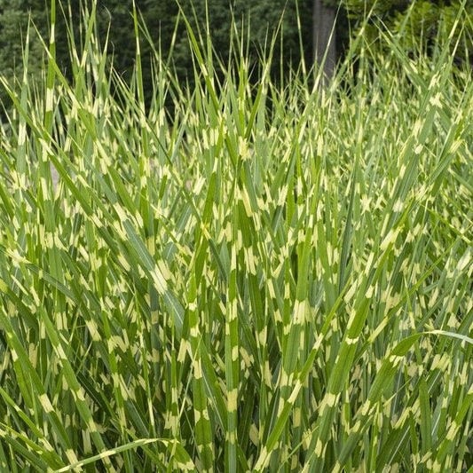 Miscanthus sinensis 'Zebrinus' Perennial Bedding