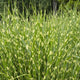 Miscanthus sinensis 'Zebrinus' Perennial Bedding