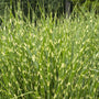 Miscanthus sinensis 'Zebrinus' Perennial Bedding