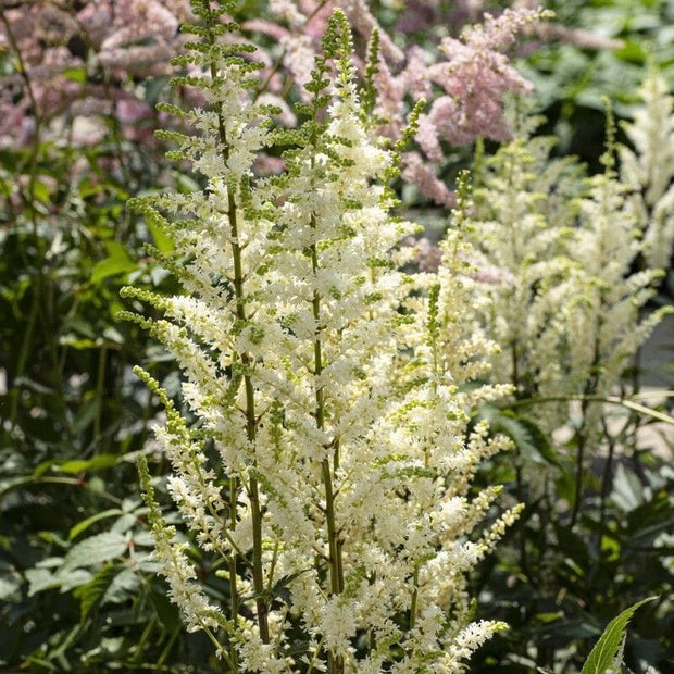 Astilbe 'Happy Spirit' Perennial Bedding