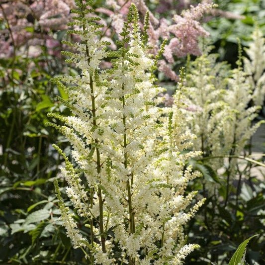 Astilbe 'Happy Spirit' Perennial Bedding