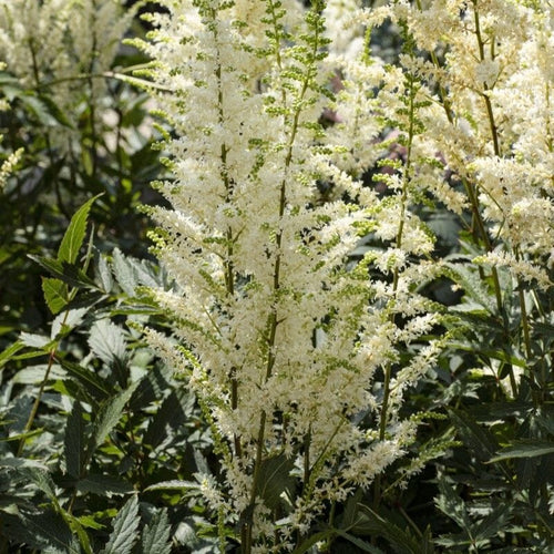 Astilbe 'Happy Spirit' Perennial Bedding