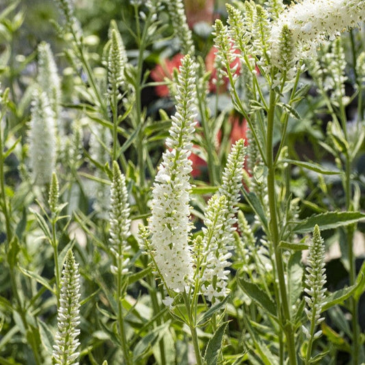 Veronica 'Charlotte' Perennial Bedding