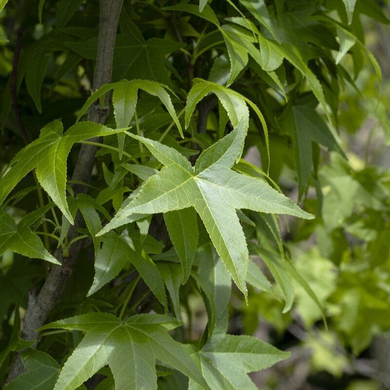 Sweetgum Tree | Liquidambar styraciflua 'Slender Silhouette' Ornamental Trees