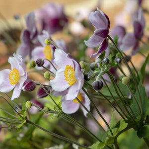 Japanese Anemone 'September Charm' | Anemone hybrida Perennial Bedding