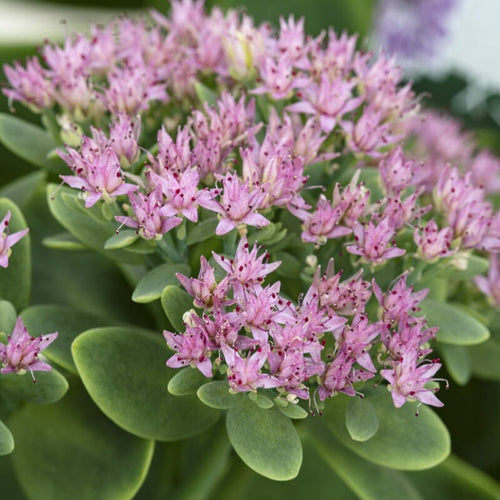 Sedum 'Surrender Rose' Perennial Bedding