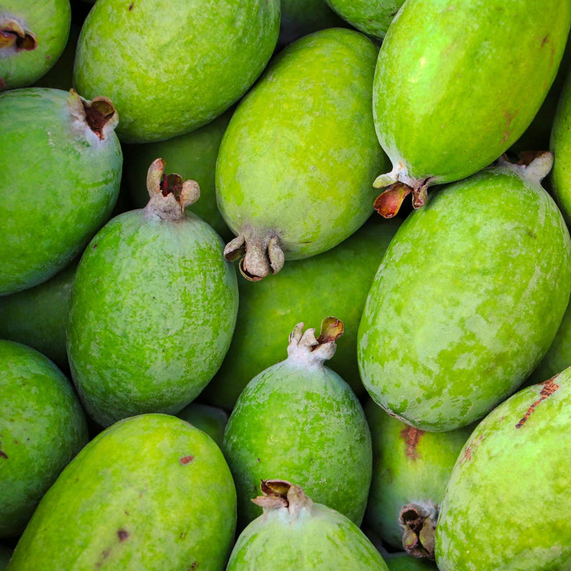 Pineapple Guava Plant | Feijoa Sellowiana Soft Fruit