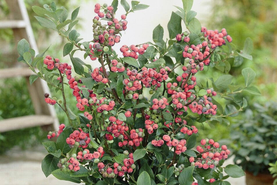 Roots Plants | Delivering Plants Fresh from the Best UK Growers
