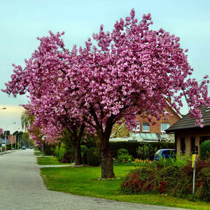 'Pink Perfection' Cherry Blossom Tree Ornamental Trees