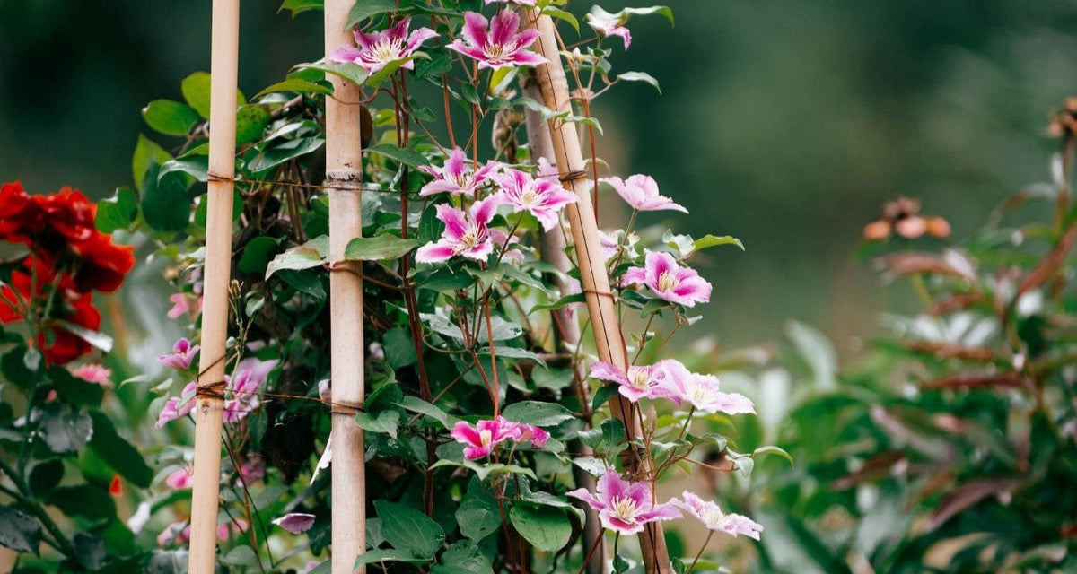 Planting Climbers A Beginner’s Guide Roots Plants