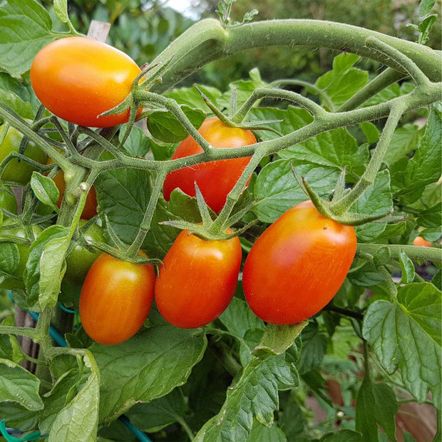 Tomato Baby Plum 'Lucinda' Plant Vegetable Plants