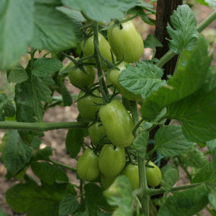 Tomato Baby Plum 'Lucinda' Plant Vegetable Plants