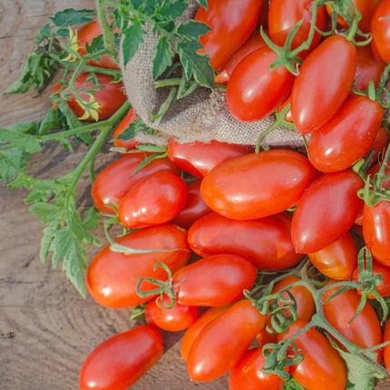 Tomato Baby Plum 'Lucinda' Plant Vegetable Plants