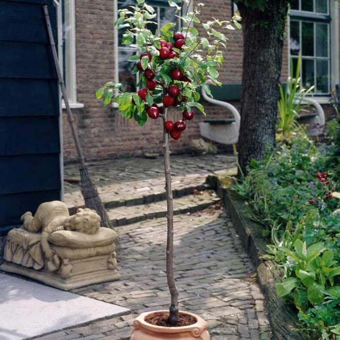 Patio Plum Tree Gift Gift Option