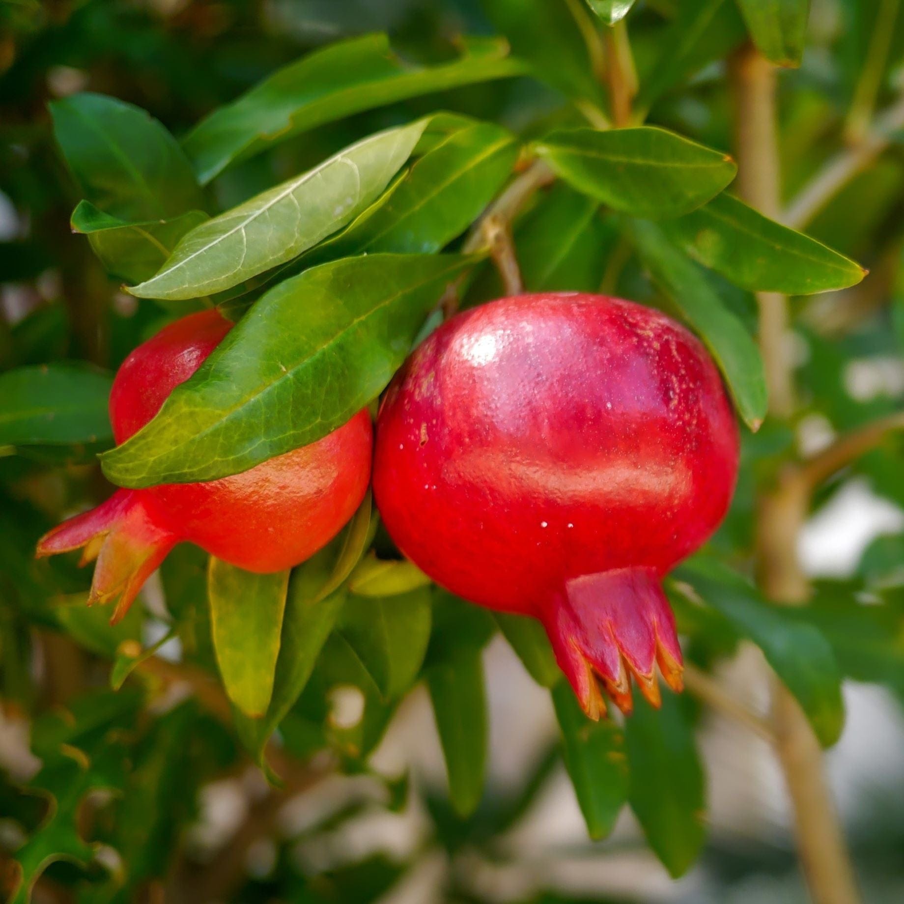 UK Hardy Pomegranate Bush