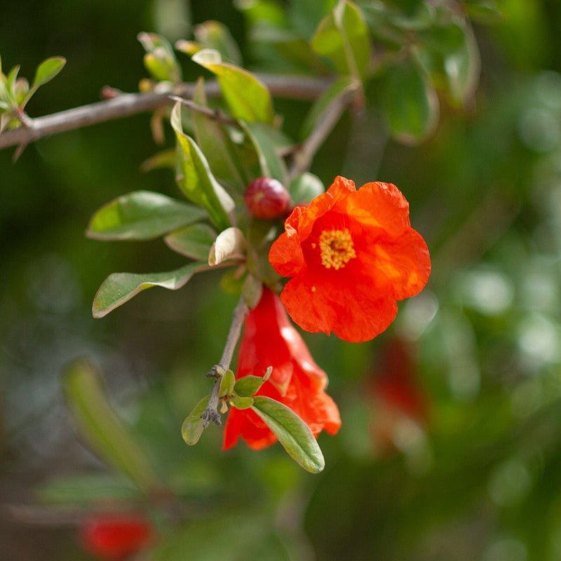 'Provence' Pomegranate Bush Soft Fruit