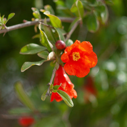 'Provence' Pomegranate Bush Soft Fruit