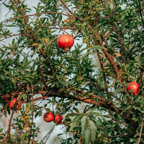 'Provence' Pomegranate Bush Soft Fruit