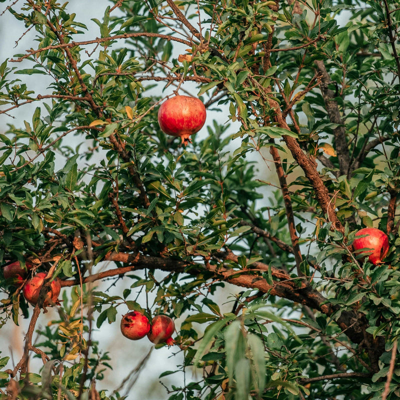 'Provence' Pomegranate Bush Soft Fruit