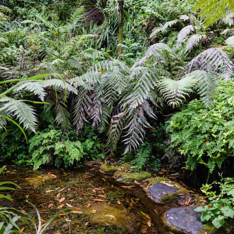 Premium Fern Collection Pond Plants