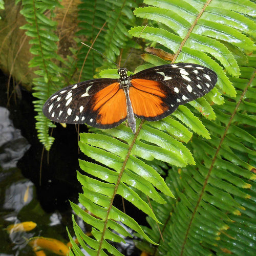 Premium Fern Collection Pond Plants