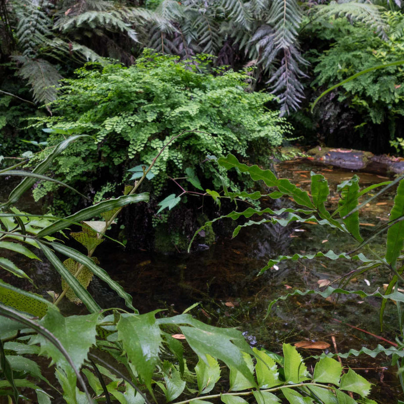Premium Fern Collection Pond Plants