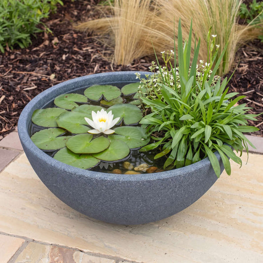 Pond in a Pot Pond Plants