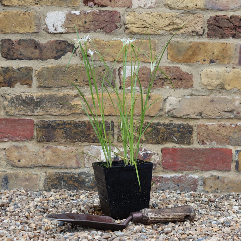 Star Grass | Dichromena colorata Pond Plants