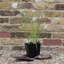 Star Grass | Dichromena colorata Pond Plants