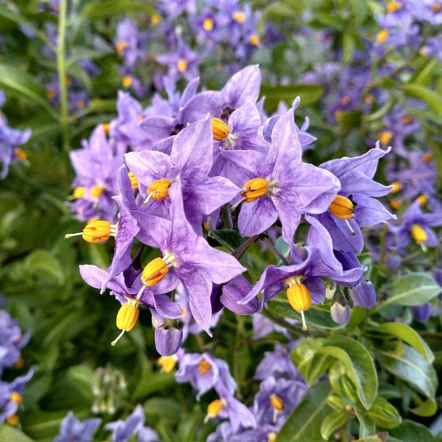 Chilean Potato Vine | Solanum crispum 'Glasnevin' Climbing Plants