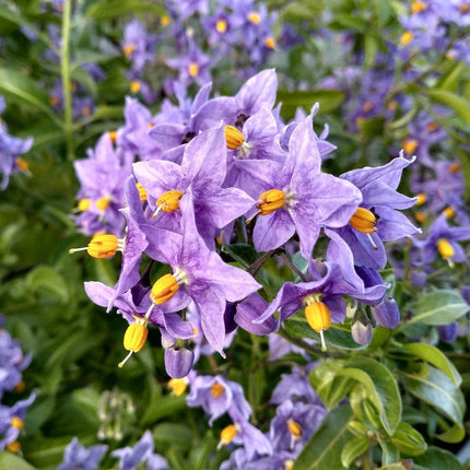 Chilean Potato Vine | Solanum crispum 'Glasnevin' Climbing Plants