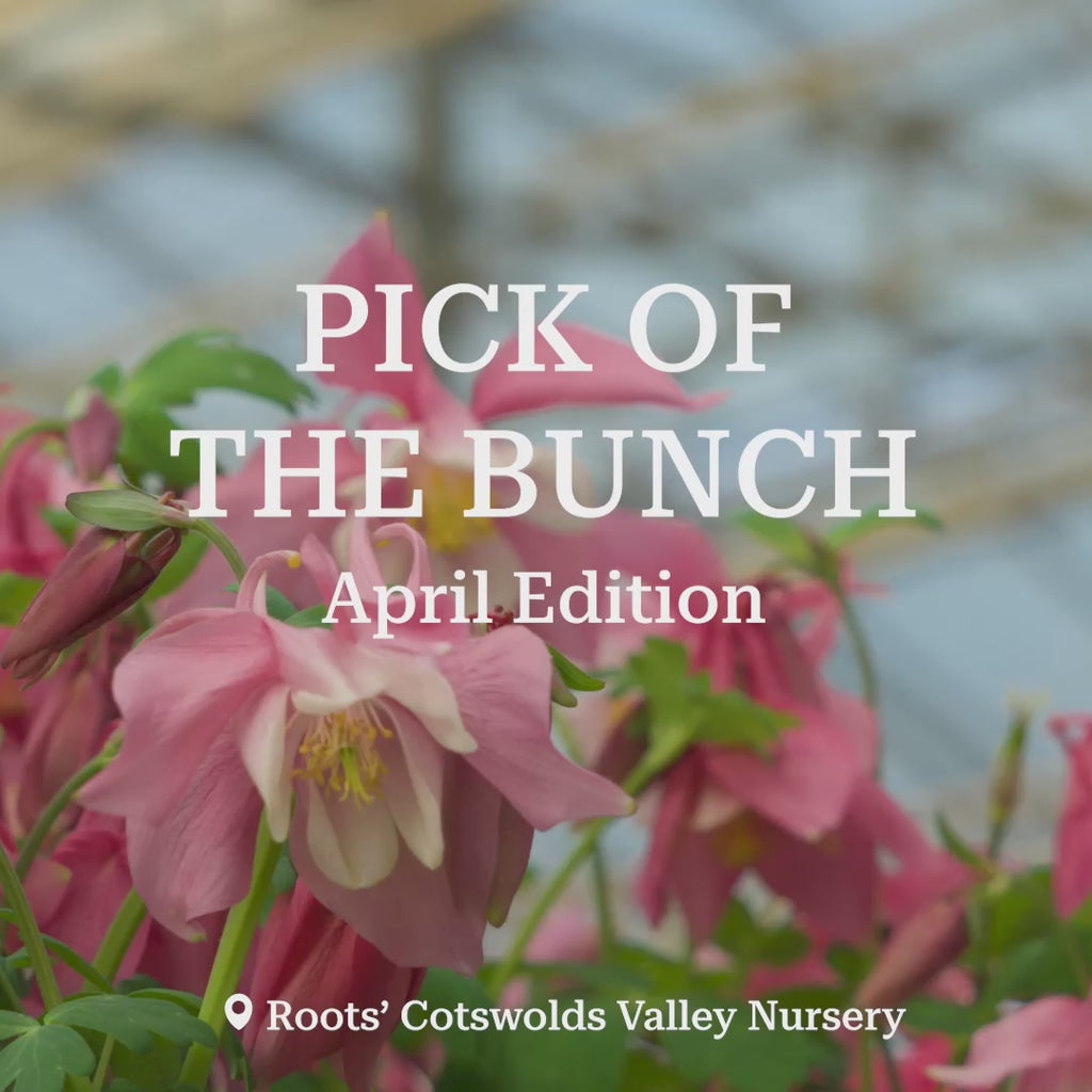 Hardy Ground-Cover Geraniums Collection – Roots Plants