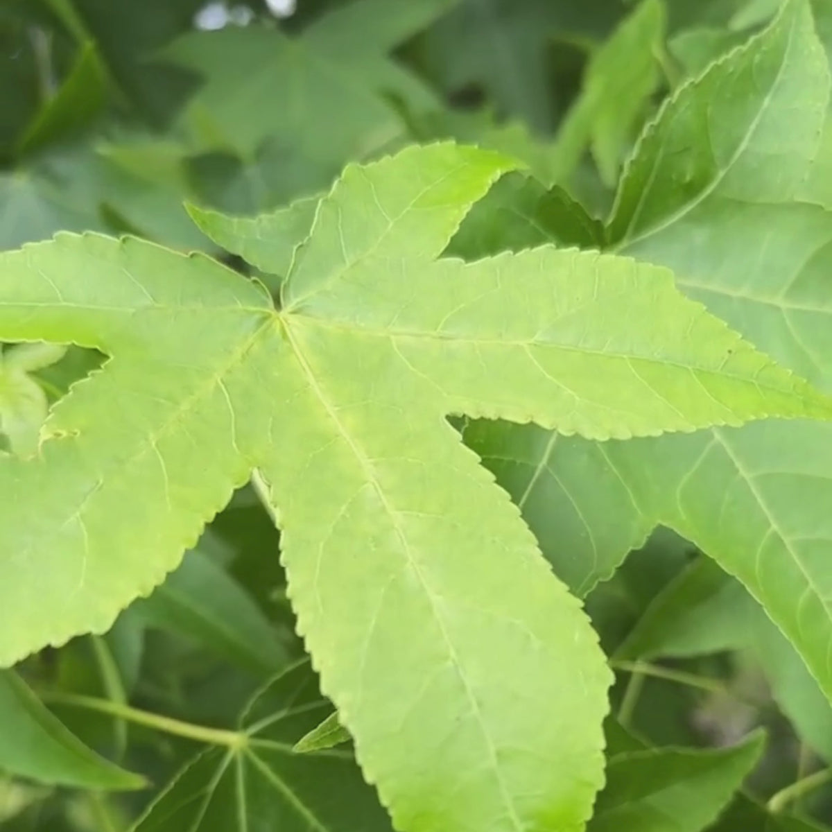 Sweetgum Tree | Liquidambar styraciflua 'Lane Roberts' – Roots Plants