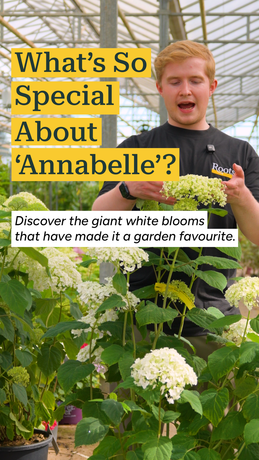 Hydrangea arborescens 'Annabelle' – Roots Plants