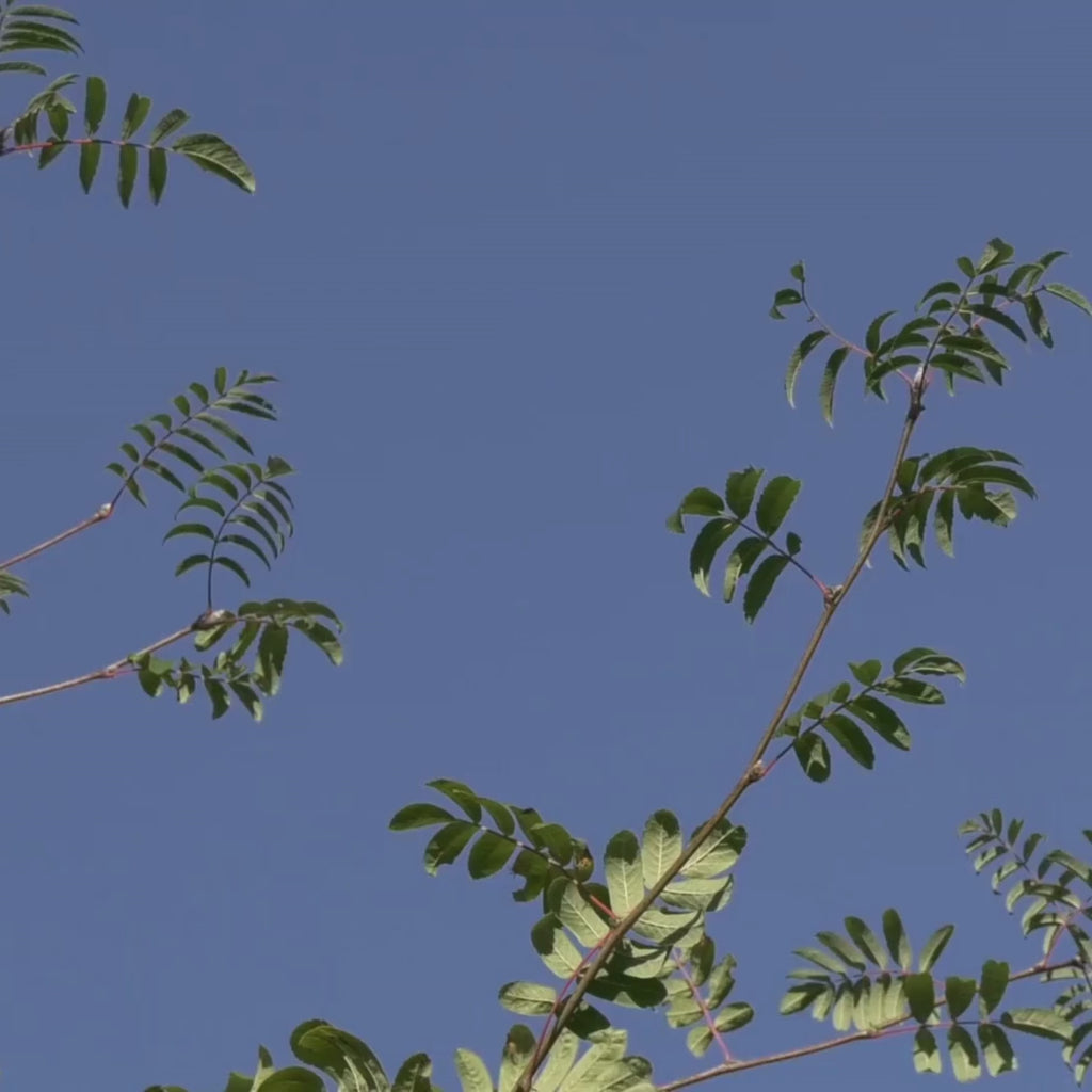 Berries on moutain ash rowan tree